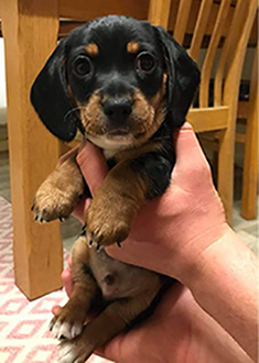 Buy healthy, cheap and affordable Akc Dachshund Puppy for sale online