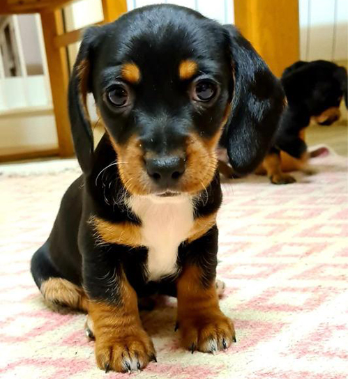 Buy healthy, cheap and affordable Akc Dachshund Puppy for sale online