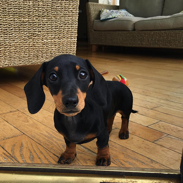 Buy healthy, cheap and affordable Akc Dachshund Puppy for sale online