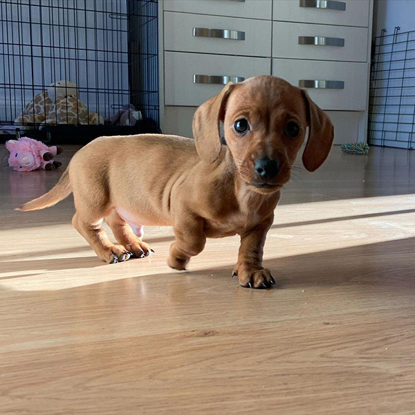 Buy healthy, cheap and affordable Akc Dachshund Puppy for sale online