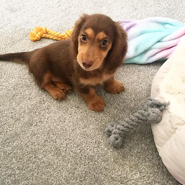 Buy healthy, cheap and affordable Akc Dachshund Puppy for sale online