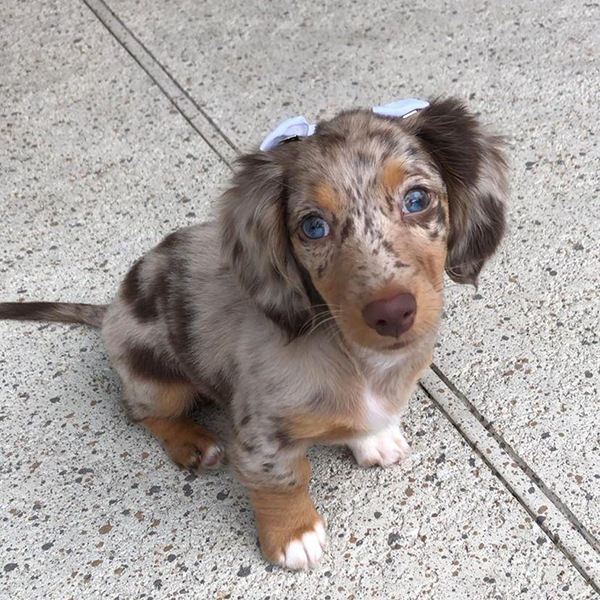 Buy healthy, cheap and affordable Akc Dachshund Puppy for sale online