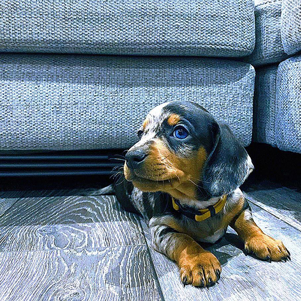 Buy healthy, cheap and affordable Akc Dachshund Puppy for sale online